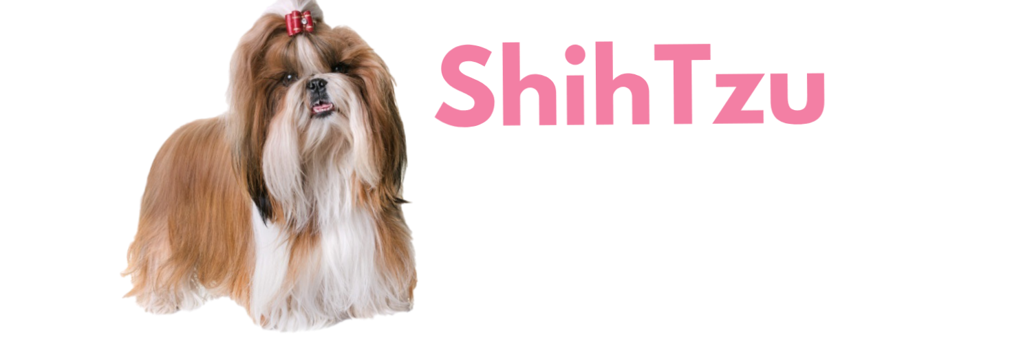 ShihTzu Adoption